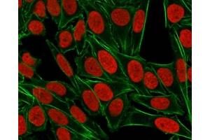 ICC staining of paraformaldehyde-fixed human HeLa cells with Nuclear Antigen antibody (red, clone 235-1) and counterstained with DyLight 488 conjugated Phalloidin (green). (Nuclear Antigen anticorps)