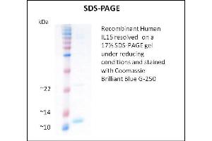 SDS-PAGE (SDS) image for Interleukin 15 (IL15) (Active) protein (ABIN5509341) (IL-15 Protéine)