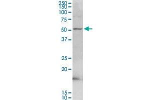 PDE9A MaxPab rabbit polyclonal antibody. (PDE9A anticorps  (AA 1-533))