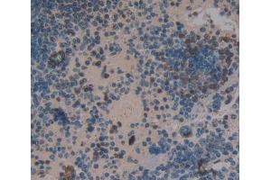 IHC-P analysis of Mouse Tissue, with DAB staining. (NFkB anticorps  (AA 40-365))