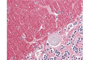 Anti-GNB3 antibody IHC of human brain, cerebellum. (GNB3 anticorps  (AA 309-321))