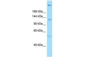 WB Suggested Anti-CEP135 Antibody Titration: 1. (CEP135 anticorps  (N-Term))