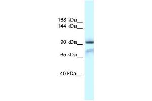 Western Blot showing Gria1 antibody used at a concentration of 1. (Glutamate Receptor 1 anticorps  (N-Term))