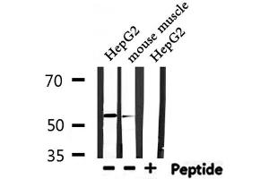 Western blot analysis of extracts from HepG2,mouse muscle, using IKZF1 Antibody. (IKZF1 anticorps  (Internal Region))