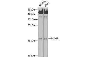 Western blot analysis of extracts of various cell lines, using MSMB antibody (ABIN6132566, ABIN6144075, ABIN6144077 and ABIN6214225) at 1:1000 dilution.