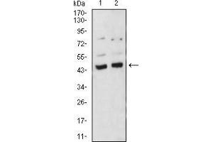 Western blot analysis using BMP4 mouse mAb against A549 (1) and C6 (2) cell lysate. (BMP4 anticorps  (AA 277-408))