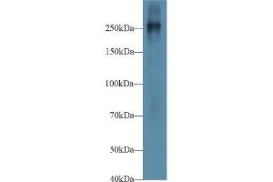 Detection of FN in Mouse Placenta lysate using Polyclonal Antibody to Fibronectin (FN)