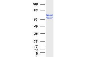 Protein Disulfide Isomerase Family A, Member 4 (PDIA4) protein (Myc-DYKDDDDK Tag)