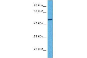 Host:  Rabbit  Target Name:  TDO2  Sample Tissue:  Human HepG2 Whole Cell  Antibody Dilution:  1ug/ml (TDO2 anticorps  (N-Term))