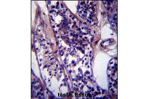 CCDC99 Antibody (C-term) (ABIN657427 and ABIN2846461) immunohistochemistry analysis in formalin fixed and paraffin embedded human testis tissue followed by peroxidase conjugation of the secondary antibody and DAB staining.