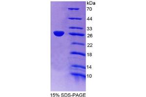 SDS-PAGE analysis of Mouse Apolipoprotein A4 Protein. (APOA4 Protéine)