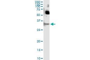 Immunoprecipitation of SFN transfected lysate using anti-SFN monoclonal antibody and Protein A Magnetic Bead , and immunoblotted with SFN MaxPab rabbit polyclonal antibody.