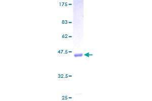 Image no. 1 for Angiogenic Factor with G Patch and FHA Domains 1 (AGGF1) (AA 1-109) protein (GST tag) (ABIN1344565)
