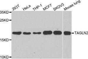Western blot analysis of extracts of various cell lines, using TAGLN2 antibody.