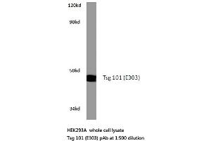 Western blot (WB) analysis of Tsg 101 antibody in extracts from HEK293A cells. (TSG101 anticorps)