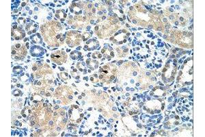 Image no. 1 for anti-Immediate Early Response 2 (IER2) (AA 46-95) antibody (ABIN6736302) (IER2 anticorps  (AA 46-95))