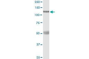Immunoprecipitation of EIF4ENIF1 transfected lysate using anti-EIF4ENIF1 MaxPab rabbit polyclonal antibody and Protein A Magnetic Bead , and immunoblotted with EIF4ENIF1 purified MaxPab mouse polyclonal antibody (B01P) .