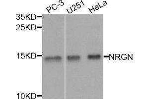 Western blot analysis of extracts of various cell lines, using NRGN antibody. (Neurogranin anticorps)