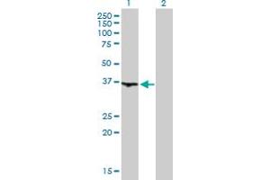 Western Blot analysis of WDR68 expression in transfected 293T cell line by WDR68 MaxPab polyclonal antibody. (DCAF7 anticorps  (AA 1-342))
