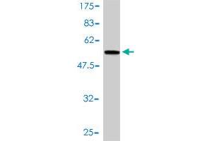 Western Blot detection against Immunogen (61.