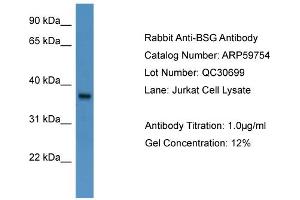 WB Suggested Anti-BSG  Antibody Titration: 0. (CD147 anticorps  (N-Term))