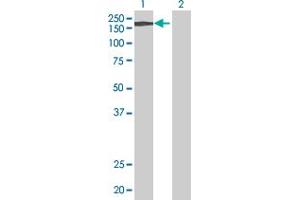 Western Blot analysis of A2M expression in transfected 293T cell line by A2M MaxPab polyclonal antibody.