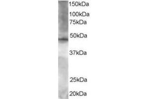 Image no. 1 for anti-Zinc Finger Protein 36, C3H Type-Like 2 (ZFP36L2) (C-Term) antibody (ABIN374272) (ZFP36L2 anticorps  (C-Term))