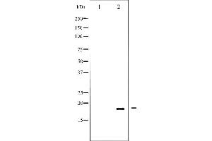 Western blot analysis of Pin1 phosphorylation expression in Insulin treated COS7 whole cell lysates,The lane on the left is treated with the antigen-specific peptide.