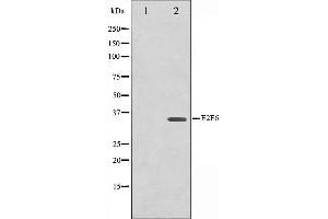Western blot analysis on HepG2 cell lysate using E2F6 Antibody,The lane on the left is treated with the antigen-specific peptide. (E2F6 anticorps  (Internal Region))