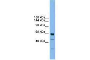 Image no. 1 for anti-Uromodulin-Like 1 (UMODL1) (AA 1115-1164) antibody (ABIN6744775)