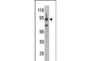 Antibody is used in Western blot to detect Synphilin-1 in mouse brain lysate.
