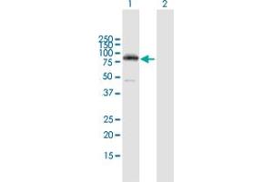 Western Blot analysis of PRKCH expression in transfected 293T cell line by PRKCH MaxPab polyclonal antibody. (PKC eta anticorps  (AA 1-683))
