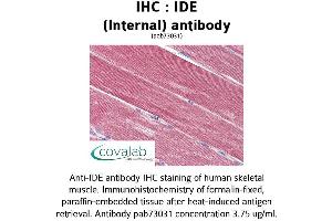 Image no. 2 for anti-Insulin-Degrading Enzyme (IDE) (Internal Region) antibody (ABIN1735761) (IDE anticorps  (Internal Region))