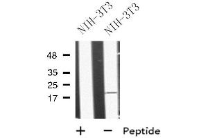 Western blot analysis of MRAP using NIH-3T3 whole cell lysates (MRAP anticorps  (Internal Region))