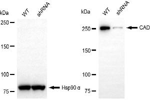 Western blotting analysis using CAD antibody (ABIN7797866). (Recombinant CAD anticorps)