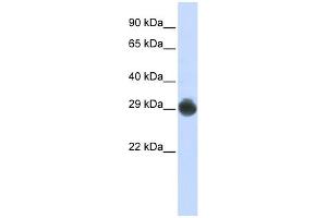 WB Suggested Anti-KITLG Antibody Titration:  0. (KIT Ligand anticorps  (Middle Region))