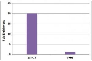 5-Methylcytosine (5-mC) antibody (mAb) tested by Methyl-DNA Immunoprecipitation (MeDIP). (5-Methylcytosine anticorps)