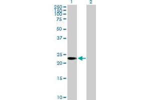 Western Blot analysis of C1orf83 expression in transfected 293T cell line by C1orf83 MaxPab polyclonal antibody.