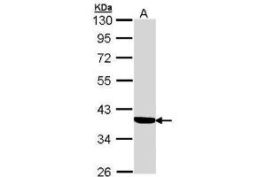 WB Image Sample (30 ug of whole cell lysate) A: A431 , 10% SDS PAGE antibody diluted at 1:1000 (Cortisol Binding Globulin anticorps  (Center))