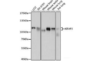 Western blot analysis of extracts of various cell lines using KIFAP3 Polyclonal Antibody at dilution of 1:1000. (KIFAP3 anticorps)