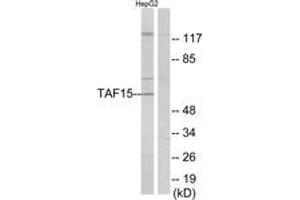 Western blot analysis of extracts from HepG2 cells, using TAF15 Antibody. (TAF15 anticorps  (AA 351-400))