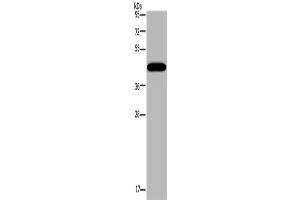 Western Blotting (WB) image for anti-Potassium Channel Subfamily K Member 13 (KCNK13) antibody (ABIN2430347) (KCNK13 anticorps)