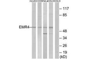 Western blot analysis of extracts from HuvEc cells/COS7 cells/HeLa cells/COLO205 cells, using EMR4 Antibody. (EMR4 anticorps  (AA 101-150))