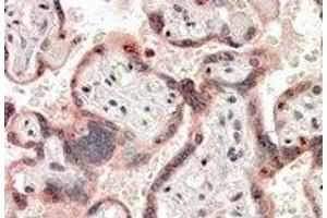 Immunohistochemistry: CRIPTO Antibody staining of Paraffin Embedded Human Placenta at 3. (TDGF1 anticorps  (Internal Region))