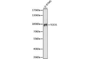 Western blot analysis of extracts of U-87MG cells, using TCF25 antibody (ABIN6293615) at 1:1000 dilution. (TCF25 anticorps)