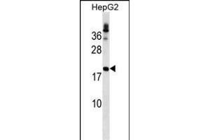LHFP Antibody (N-term) (ABIN1539177 and ABIN2849517) western blot analysis in HepG2 cell line lysates (35 μg/lane).