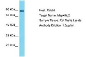 Image no. 1 for anti-C-Jun-Amino-Terminal Kinase-Interacting Protein 2 (JIP-2) (AA 307-356) antibody (ABIN6750348) (IB2 anticorps  (AA 307-356))