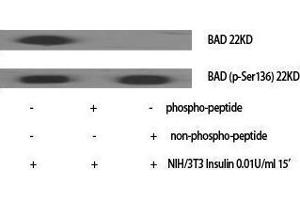 Western Blotting (WB) image for anti-BCL2-Associated Agonist of Cell Death (BAD) (pSer136) antibody (ABIN3181928) (BAD anticorps  (pSer136))