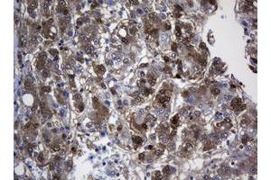 Image no. 3 for anti-TSC22 Domain Family, Member 1 (TSC22D1) antibody (ABIN1501537) (TSC22D1 anticorps)