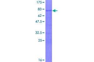 Image no. 1 for Forkhead Box A2 (FOXA2) (AA 1-457) protein (GST tag) (ABIN1354326)